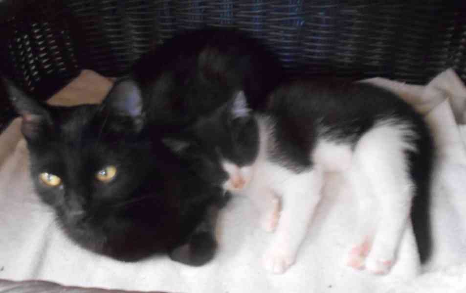 3bíločerné 2,5-3měsíční kočičky, čilé, hravé, veselé - foto 9