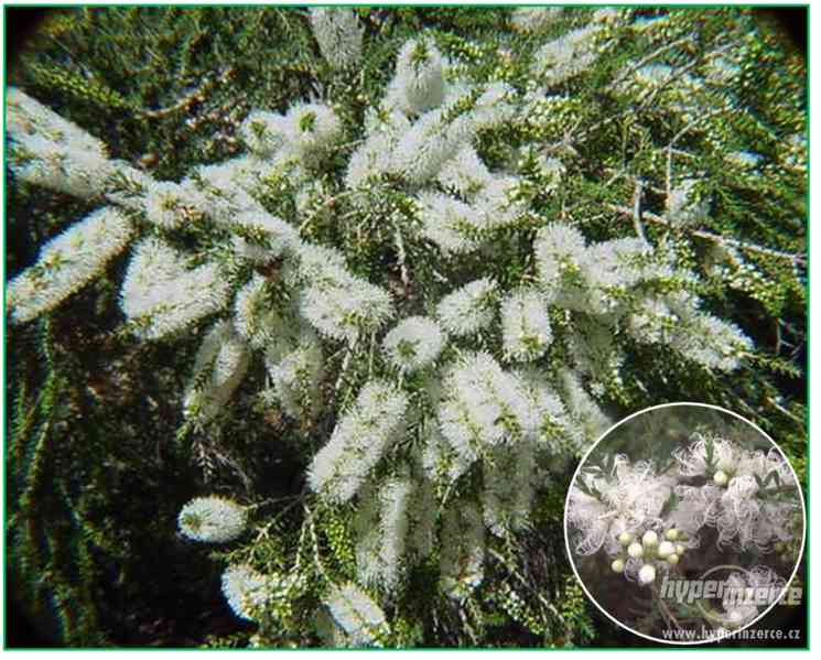 Melaleuca Alternifolia - semena - foto 1
