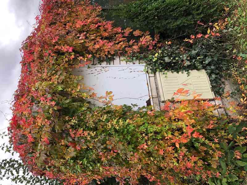 sazenice živý plot, ptačí zob 3 barvy listů,Brslen, Forzýtie - foto 7