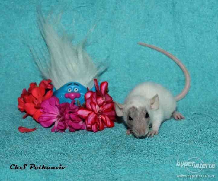 Potkaní miminka s VP - foto 3