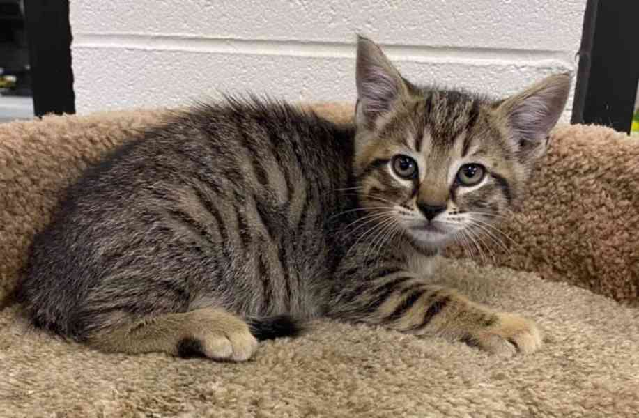 Koťata kočky evropské - foto 1