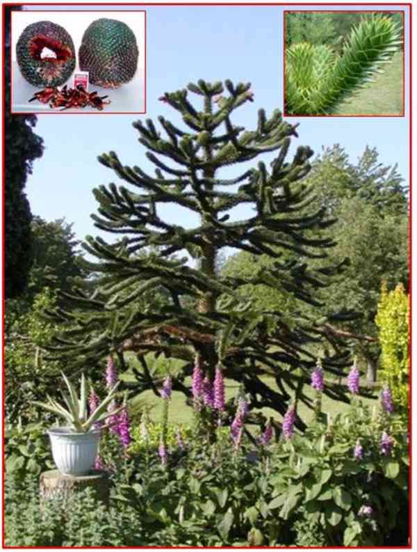 NAKLÍČENÁ SEMENA ARAUCARIA ARAUCANA - foto 1