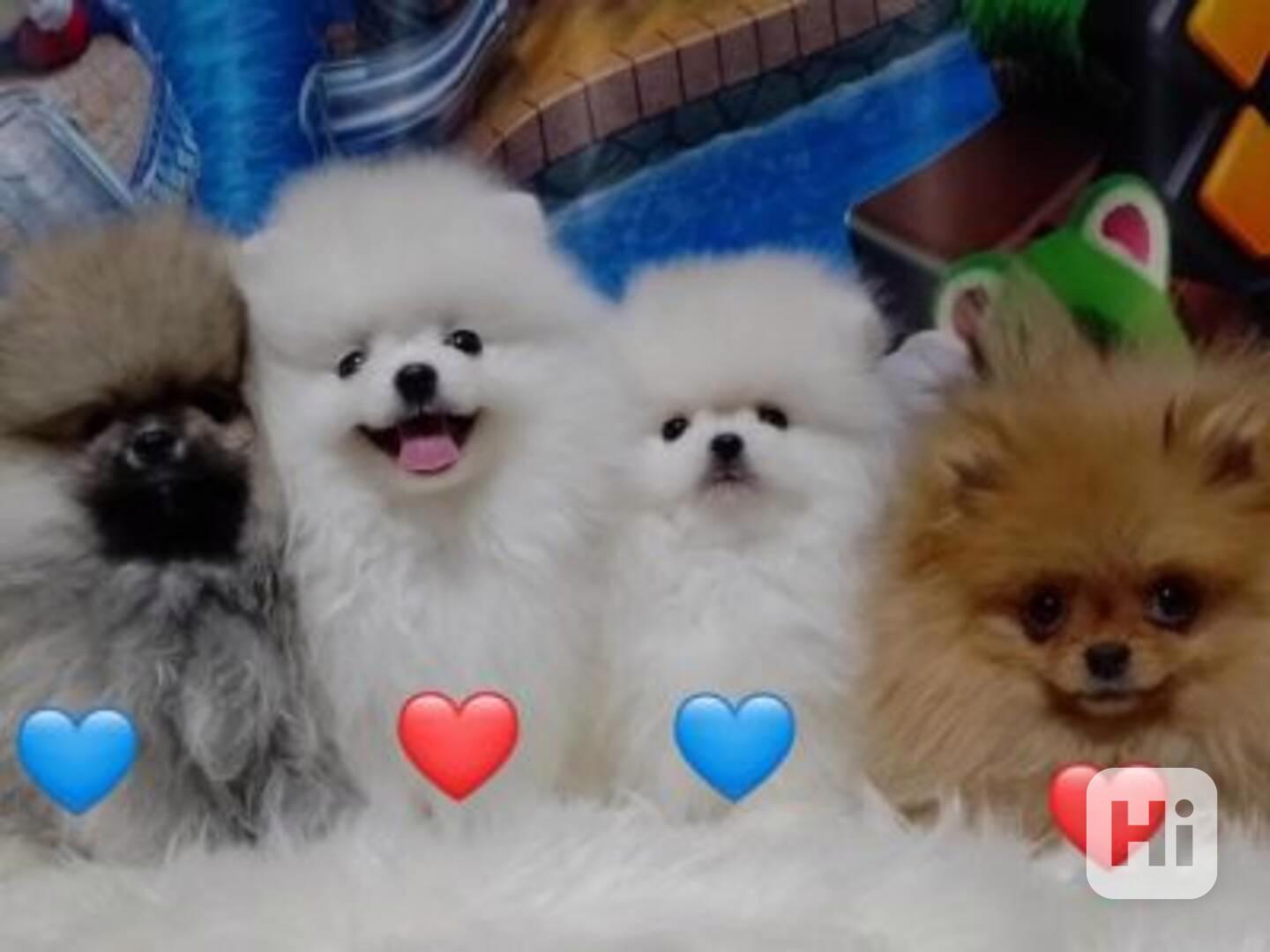 Německý špic. Mini pomeranian bez PP. - foto 1