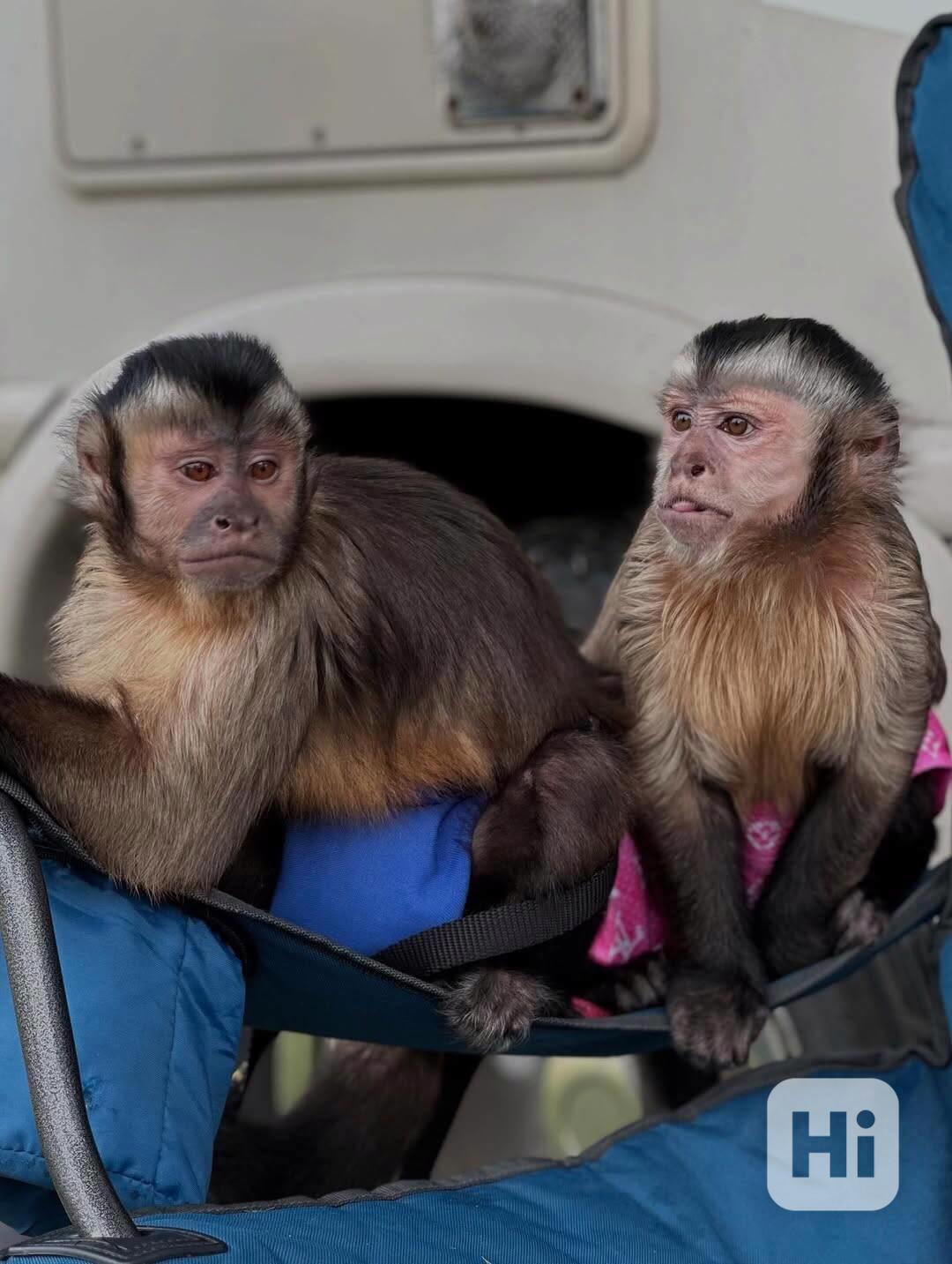   Domácí vítání kapucínského miláčka - foto 1