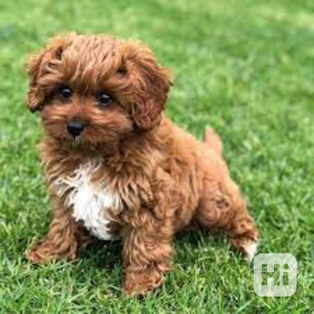Registrovaná štěňata Cavapoo Naše štěňata Cavapoo hledají sv - foto 1