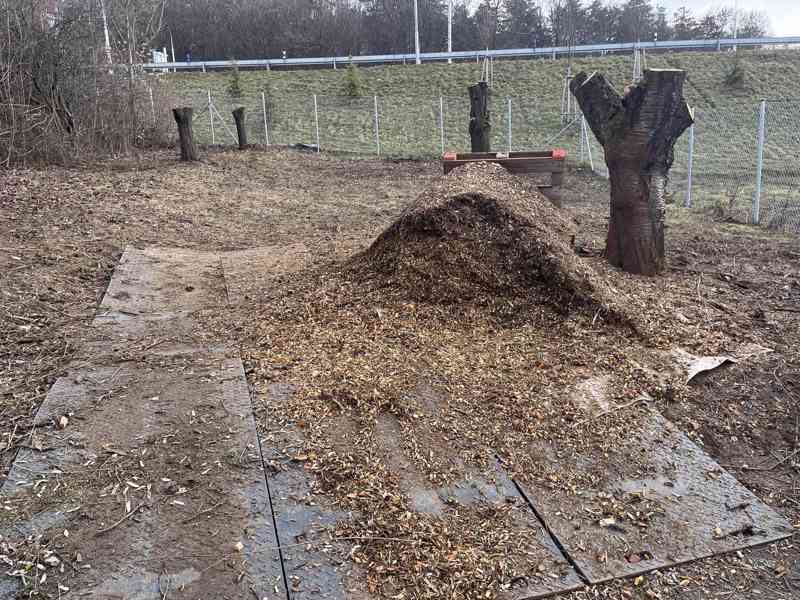 Štěpku z ovocných stromů - foto 2