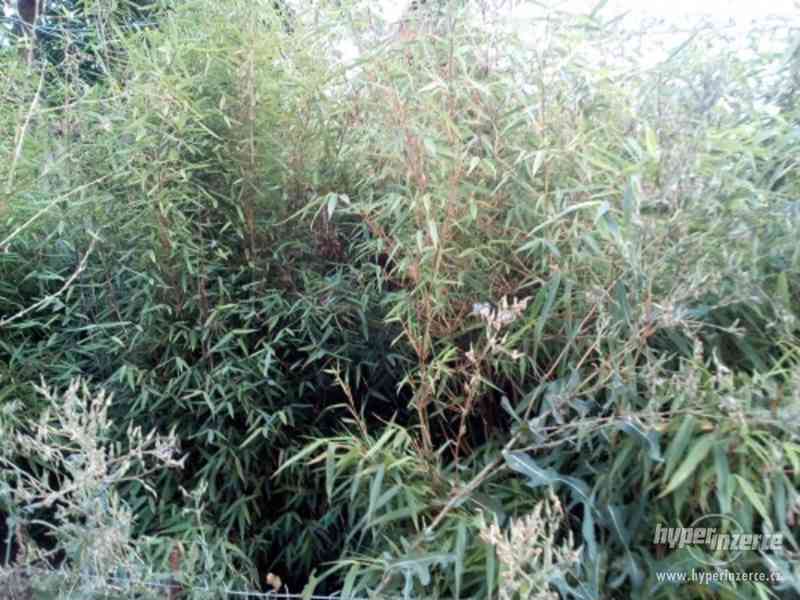 Bambus do zahrady - foto 1