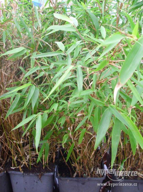 Bambus do zahrady - foto 2