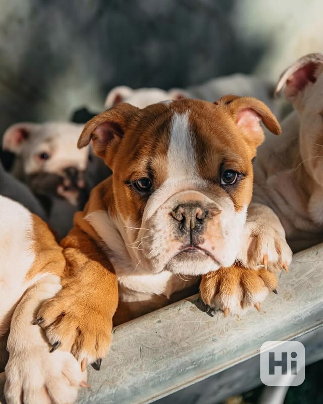 OKOUSLIVÁ ŠTĚŇATA ANGLICKÉHO BULLDOGŮ NA NOVÝ ROK - foto 1