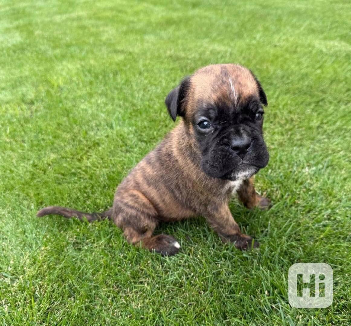 Německý boxer - štěňata - foto 1
