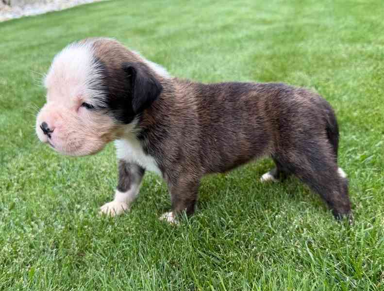 Německý boxer - štěňata - foto 3