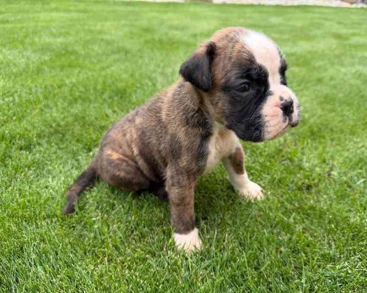Německý boxer - štěňata - foto 2