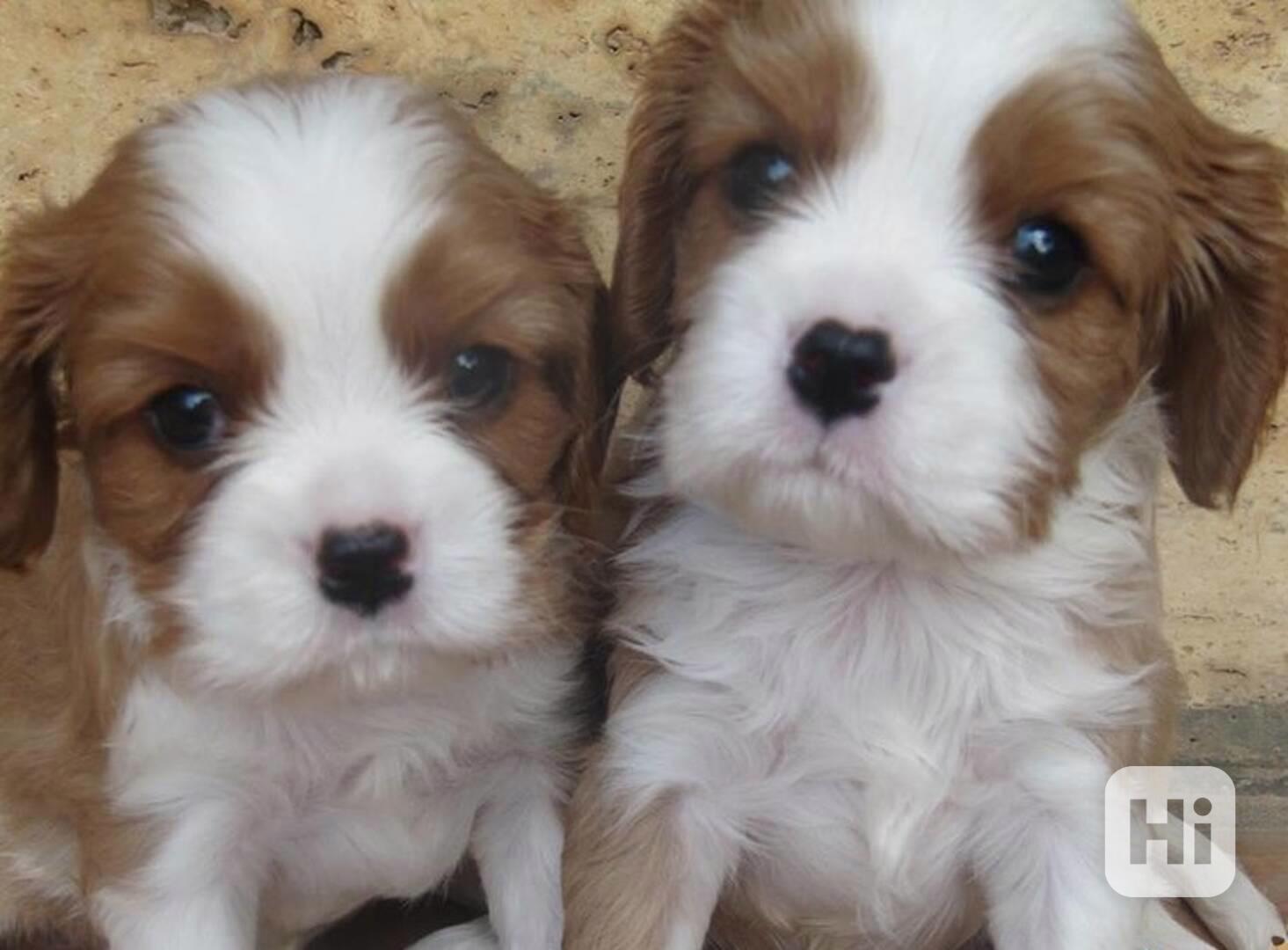 kavalír king charles španěl štěňata - foto 1