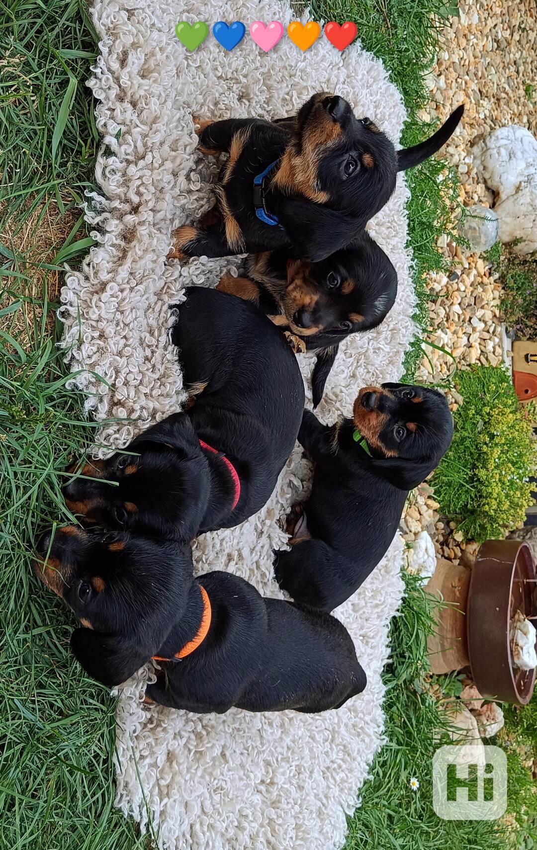 Čistokrevná štěňátka standardních jezevčíků  - foto 1
