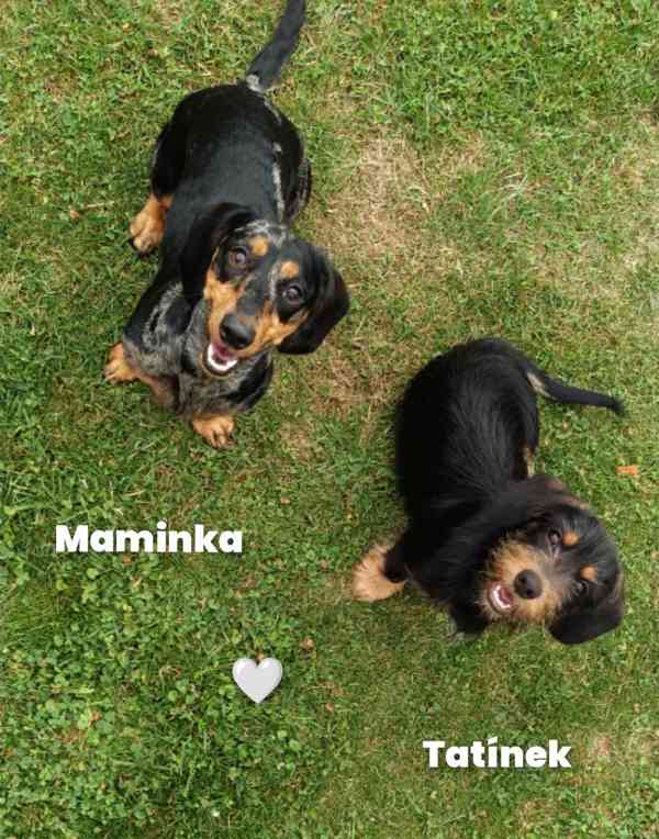 Čistokrevná štěňátka standardních jezevčíků  - foto 12