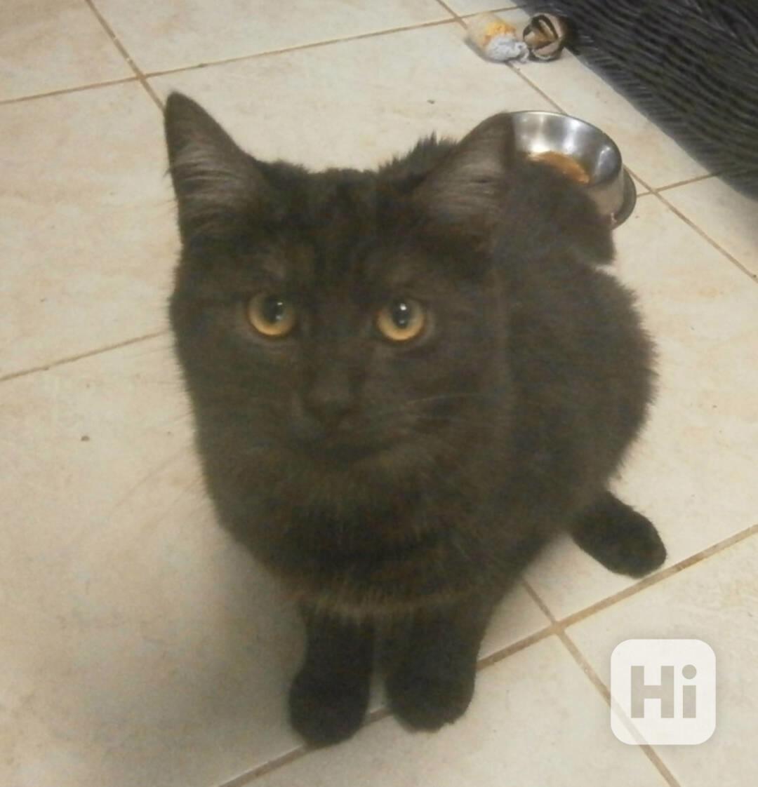 Černý až kouřový, 1,5roční Sam hledá domov. - foto 1