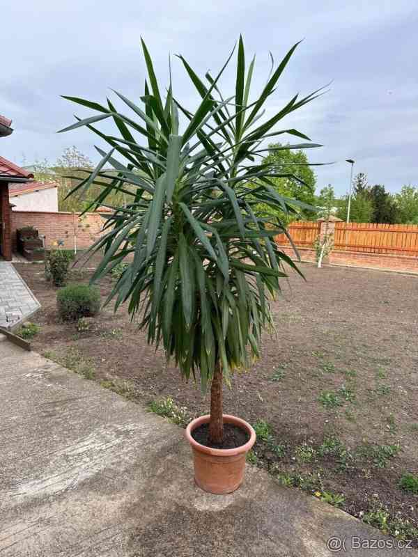 Palma Yucca