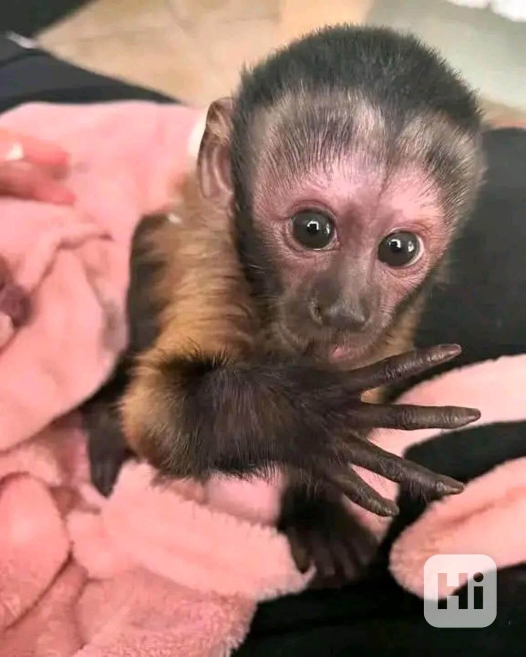  Úžasné kapucínské opice pro vás  - foto 1