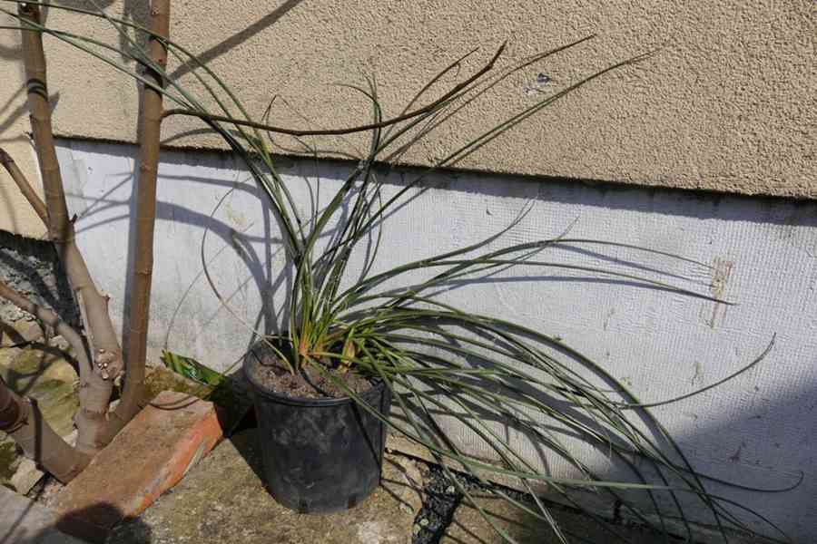 Strelicia Reginae, Augusta a Hesperaflore Parviflora - foto 4