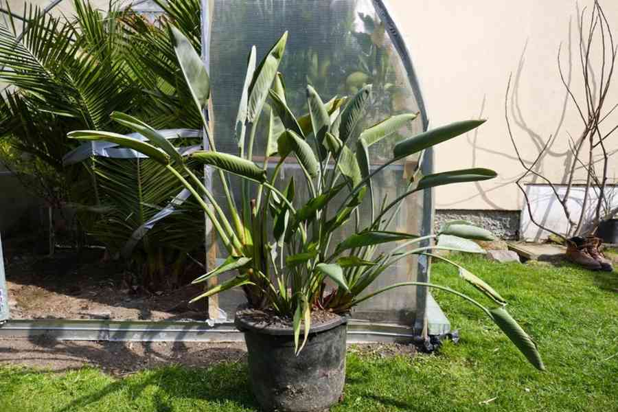 Strelicia Reginae, Augusta a Hesperaflore Parviflora - foto 2