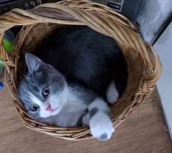 Britský bicolor kocourek  - foto 5