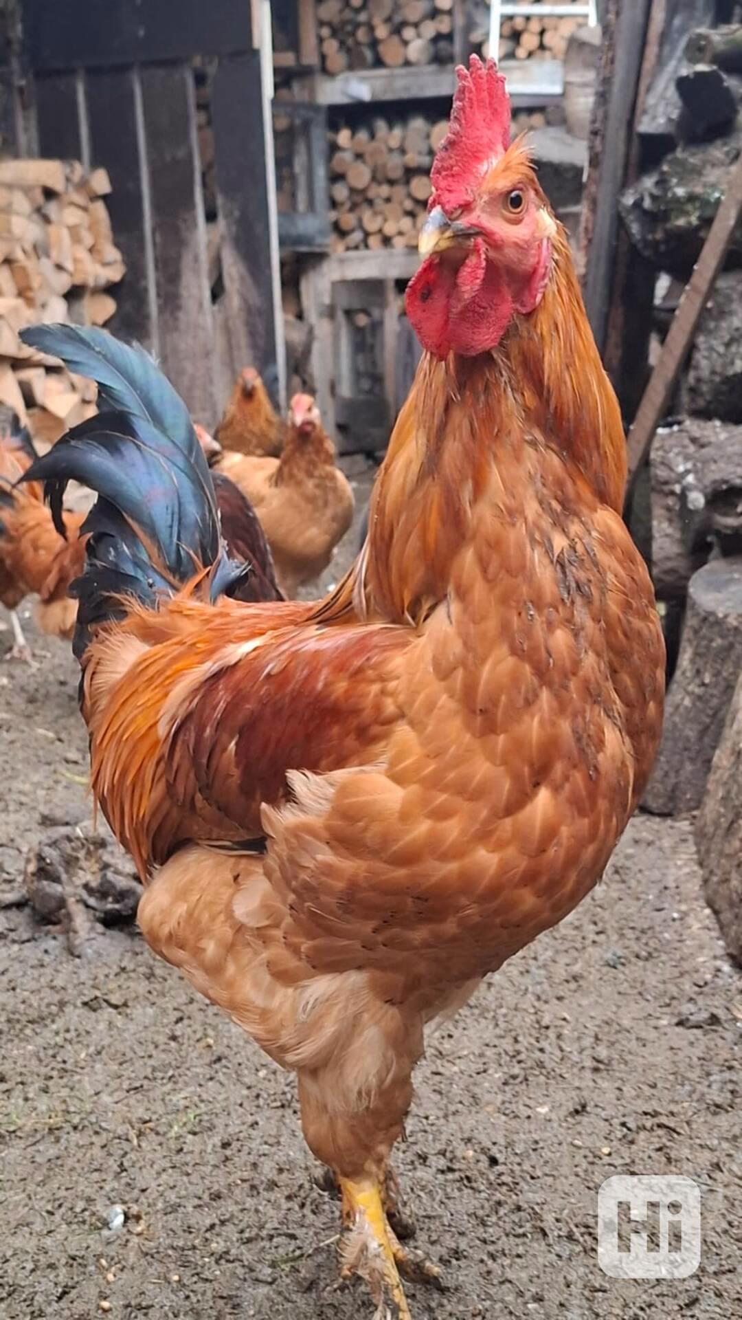 Kohouti - foto 1