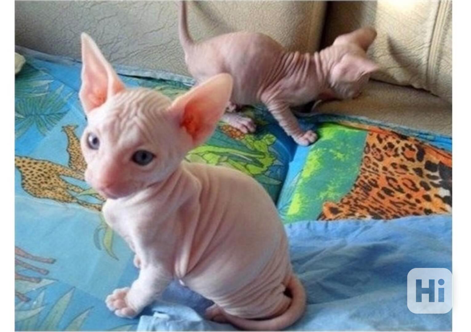 kotě Sphynx s pp - foto 1