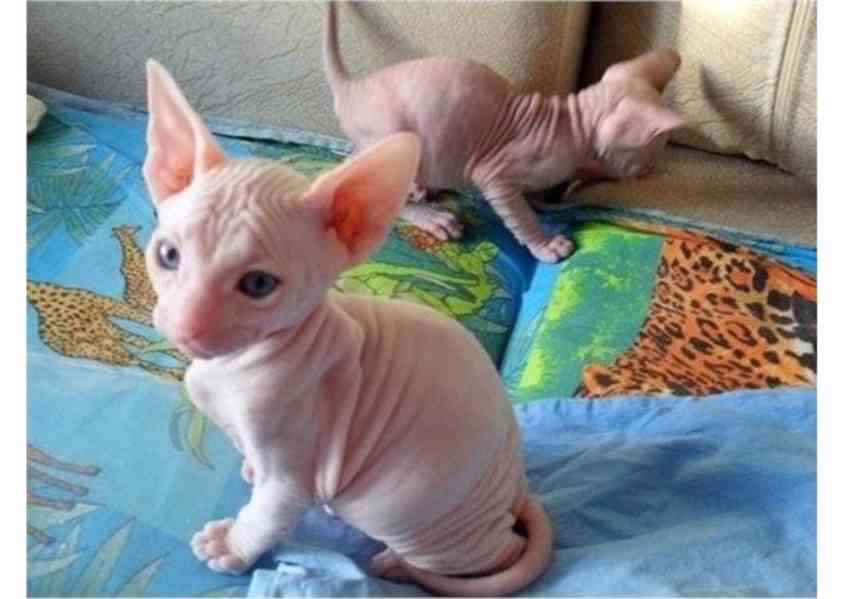kotě Sphynx s pp