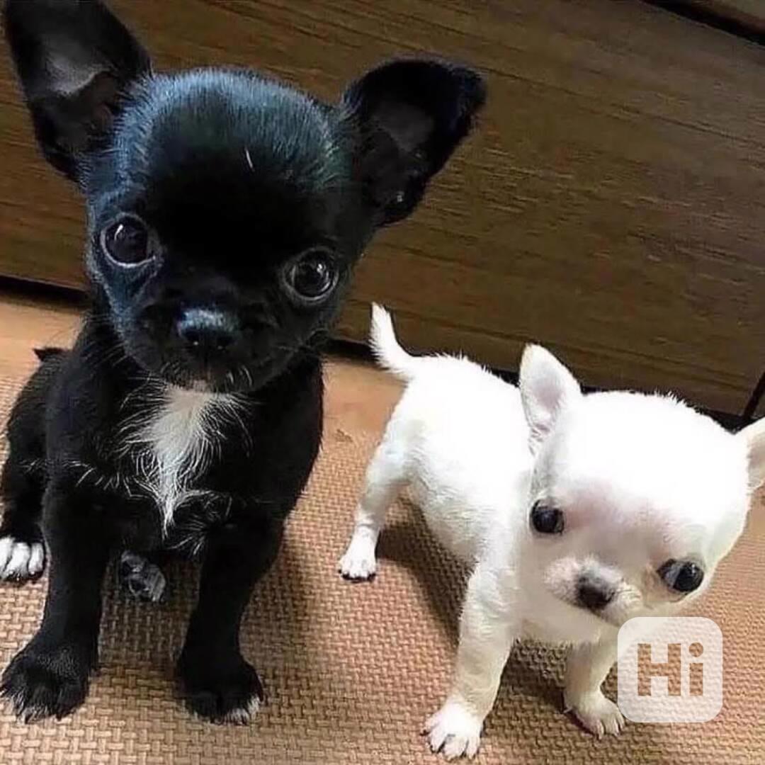 Štěňata čivavy - foto 1