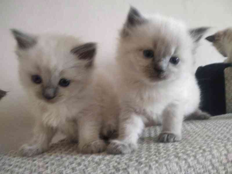 ragdoll koťata připravená k adopci - foto 1