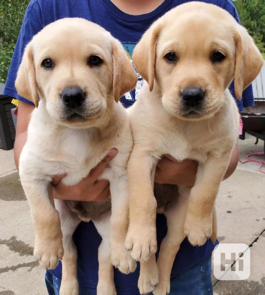 Labradorský retrívr.. - foto 1