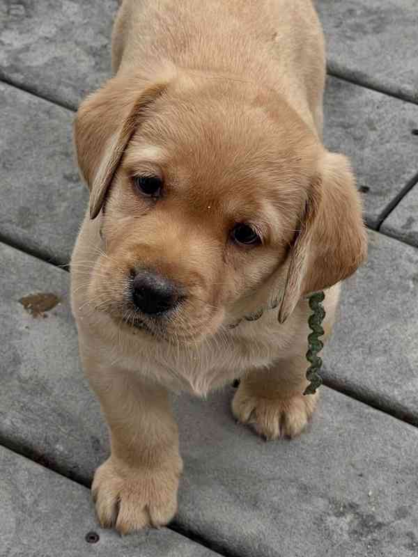 Labradorský retrívr.. - foto 2