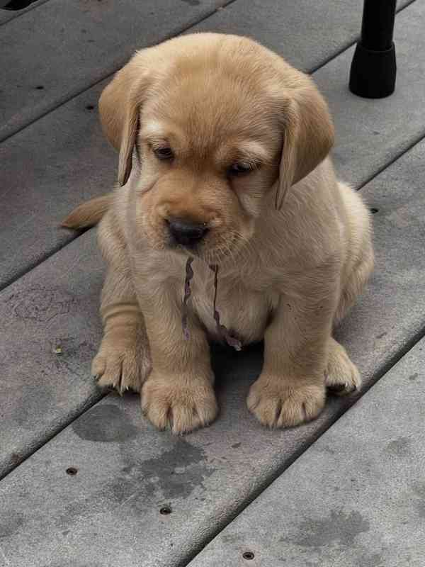 Labradorský retrívr.. - foto 3