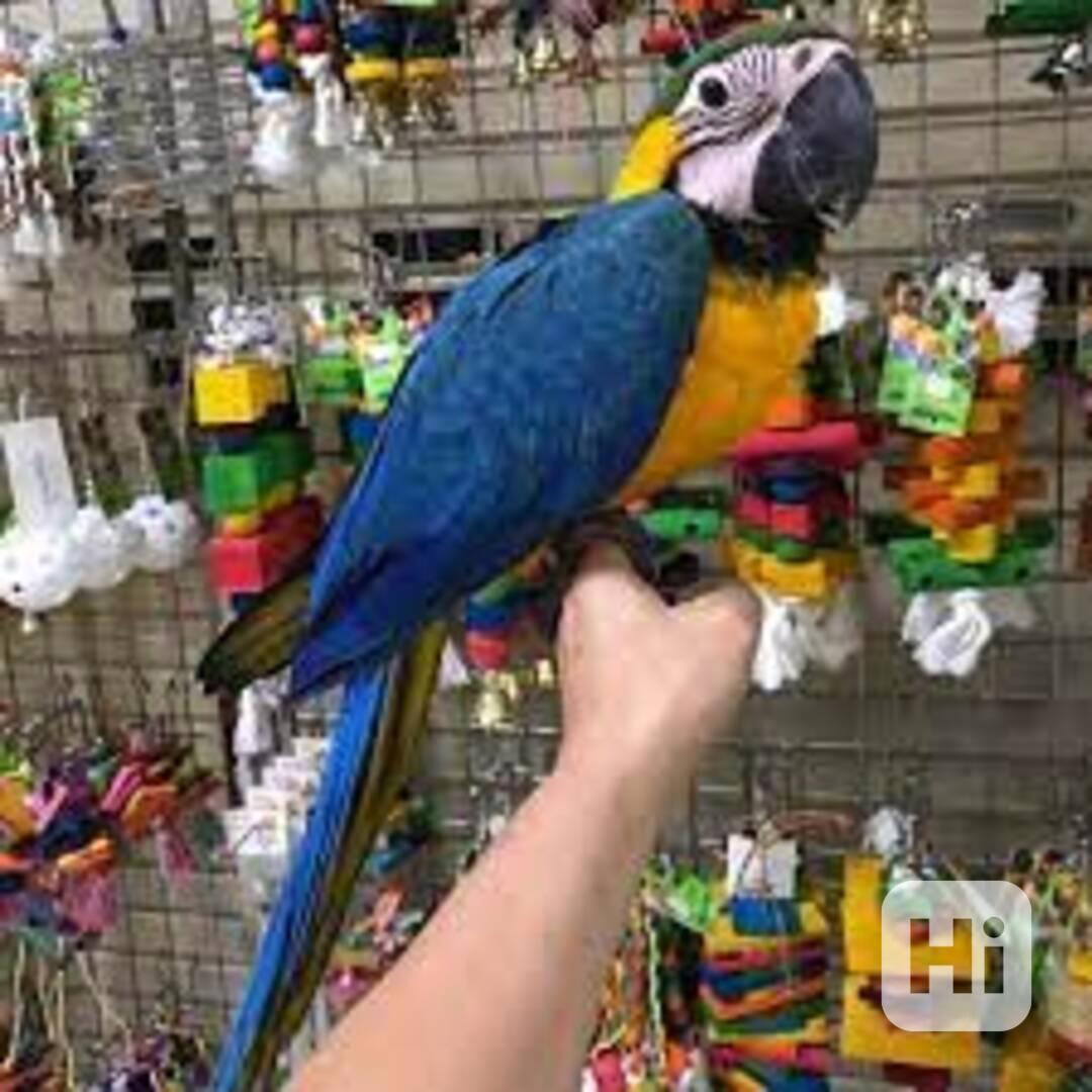 K dispozici pár modrozlatých papoušků ara - foto 1