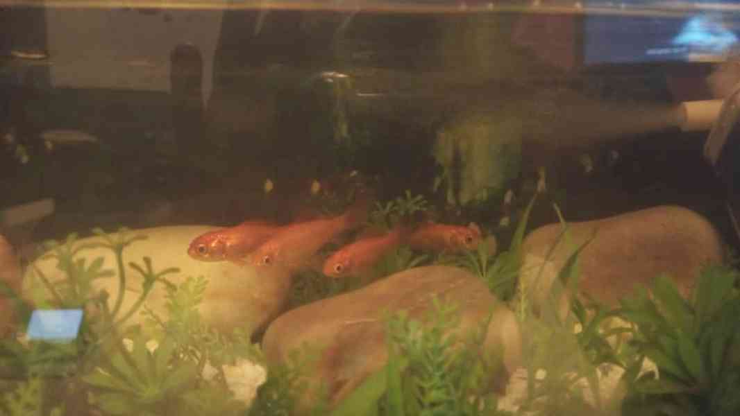 German blue ram - foto 5