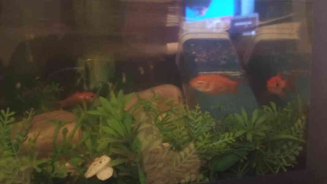 German blue ram - foto 3