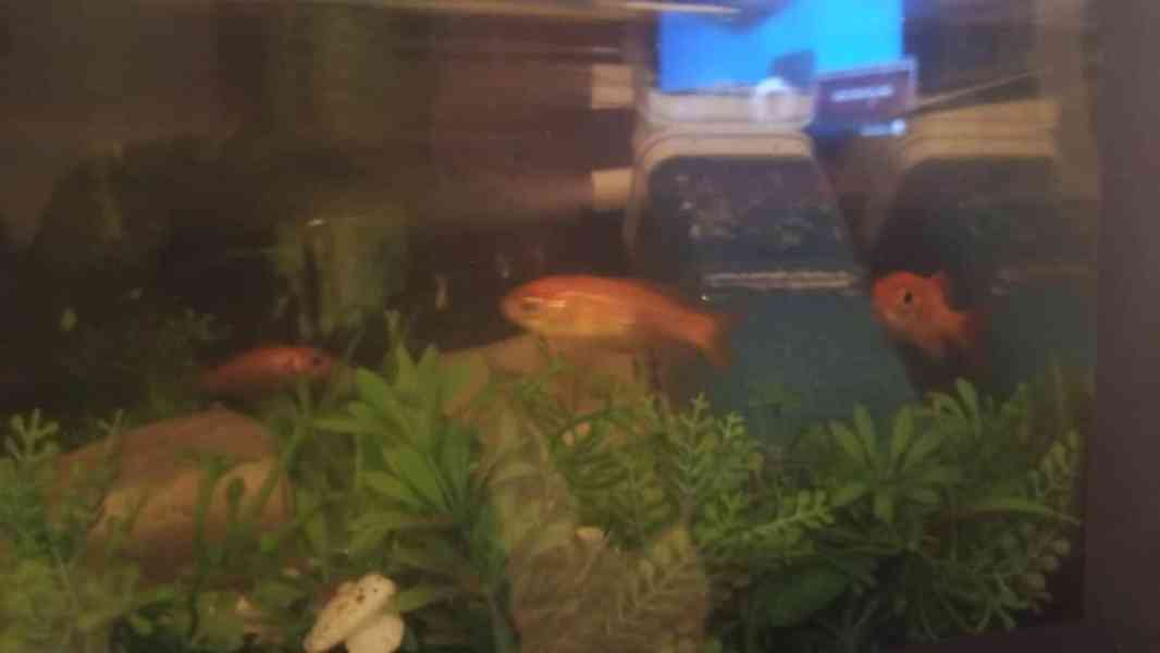 German blue ram - foto 2