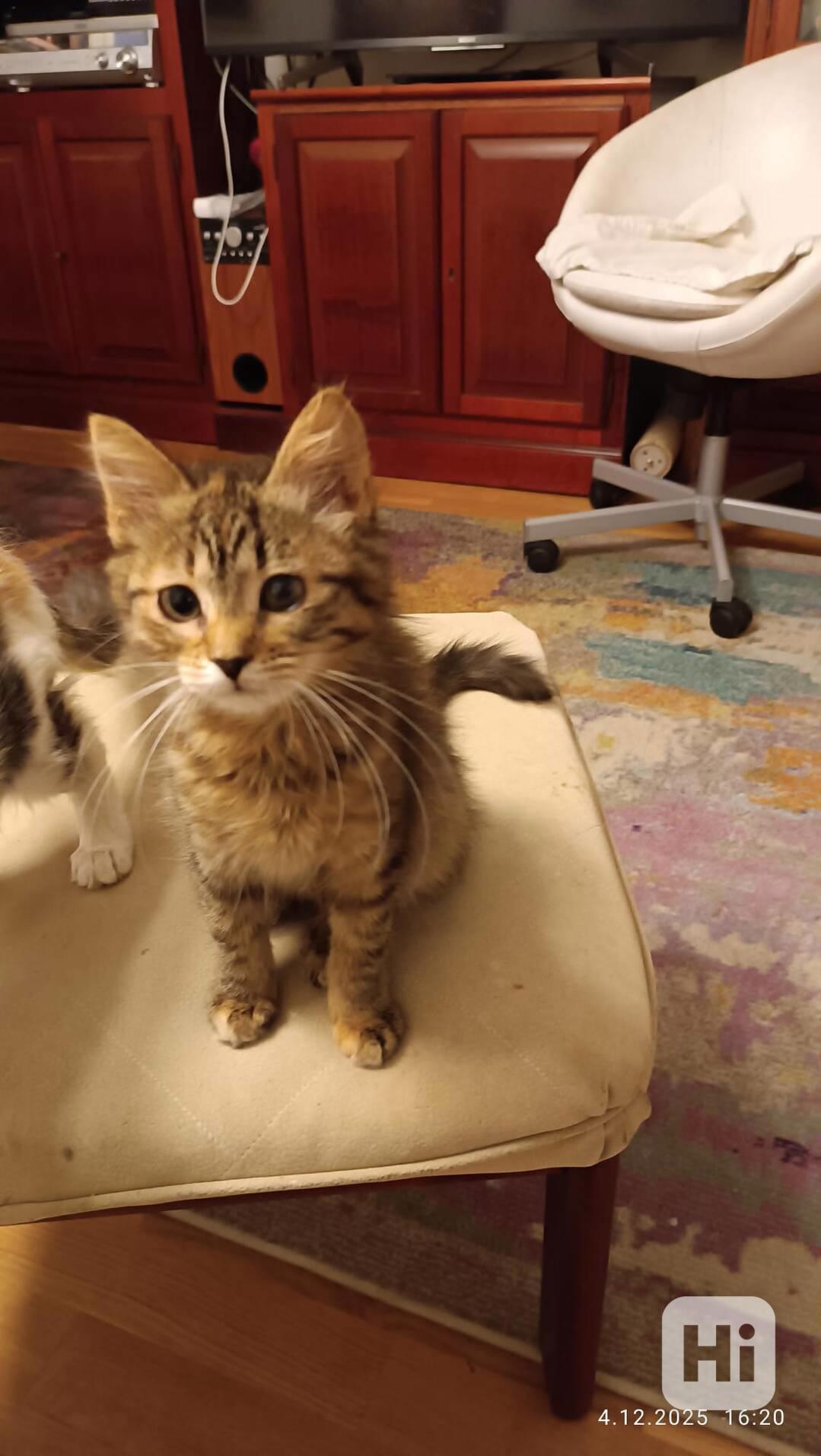 Mourovaná dlouhosrstá 3měsíční Jája hledá domov, - foto 1