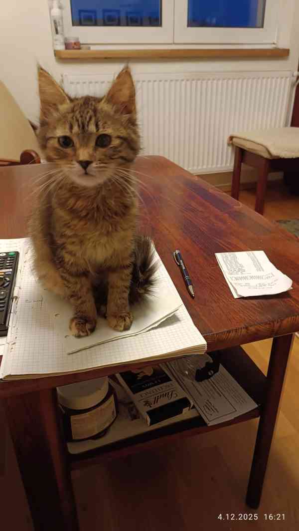 Mourovaná dlouhosrstá 3měsíční Jája hledá domov, - foto 3