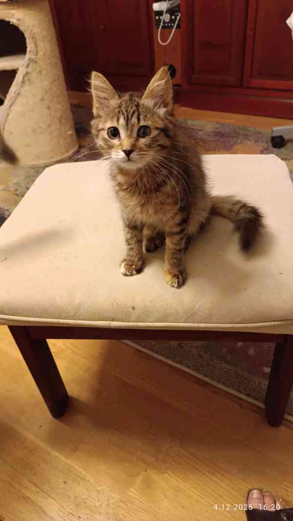 Mourovaná dlouhosrstá 3měsíční Jája hledá domov, - foto 2