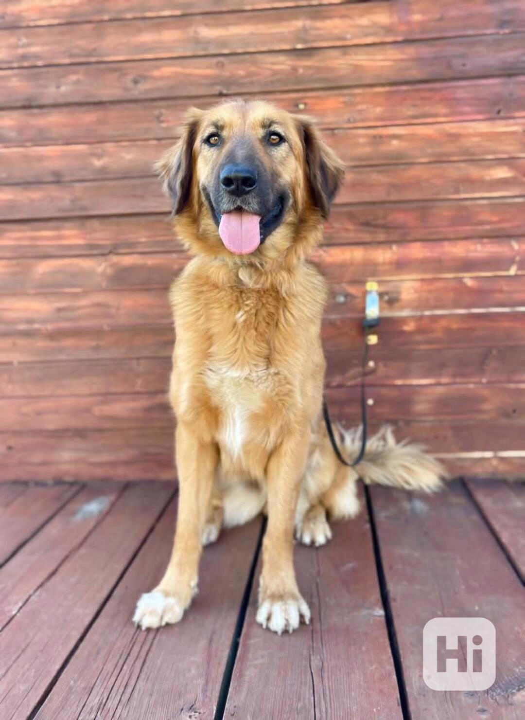 SÁRA - kastrovaná fenečka 2 roky  - foto 1