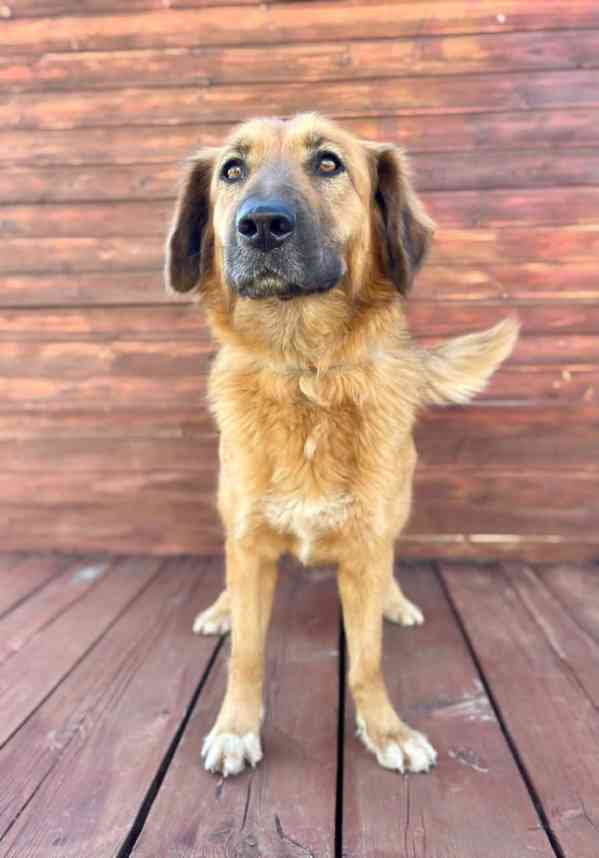 SÁRA - kastrovaná fenečka 2 roky  - foto 2