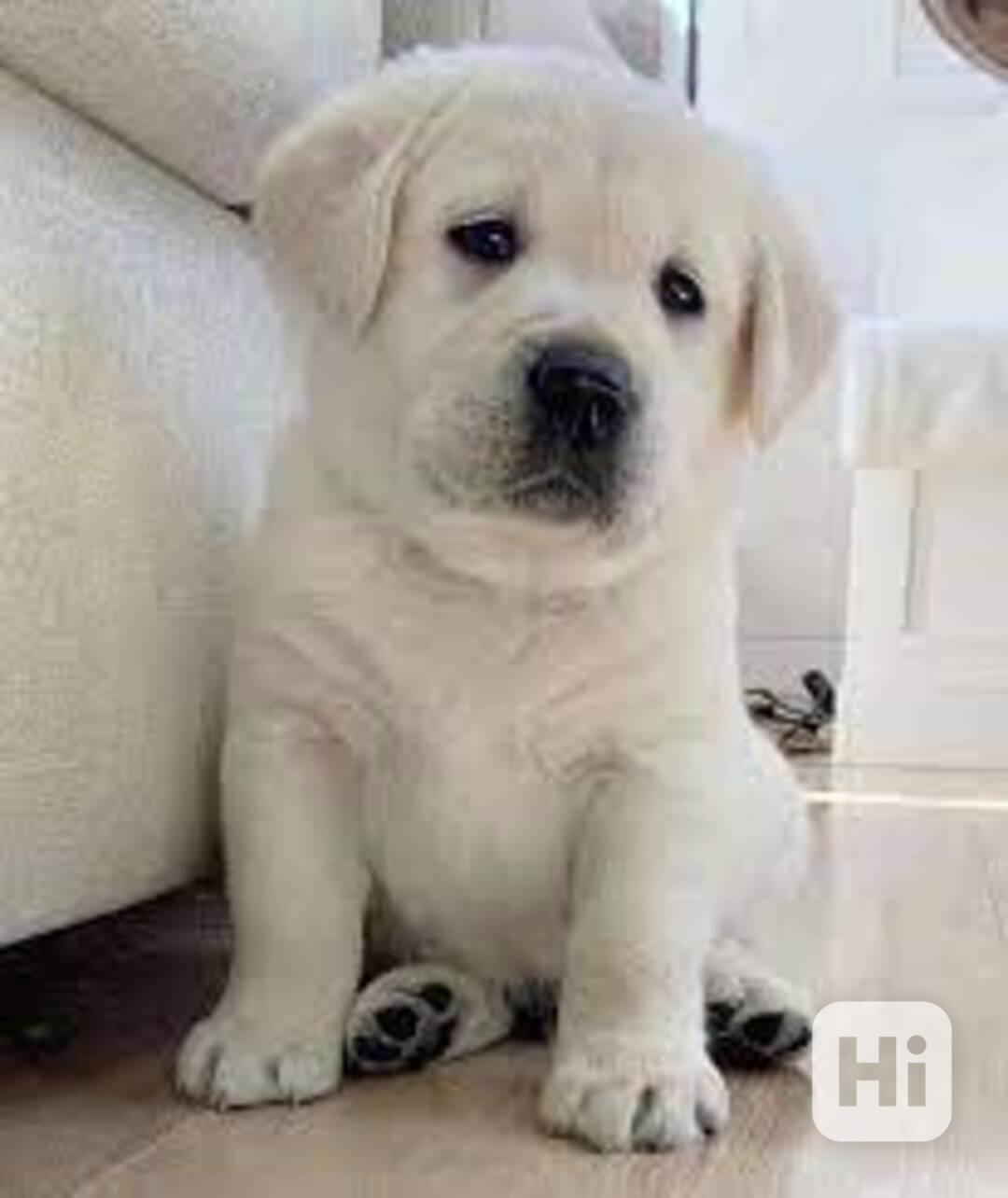 Domů vyškolené Labrador Retriever štěňata - foto 1