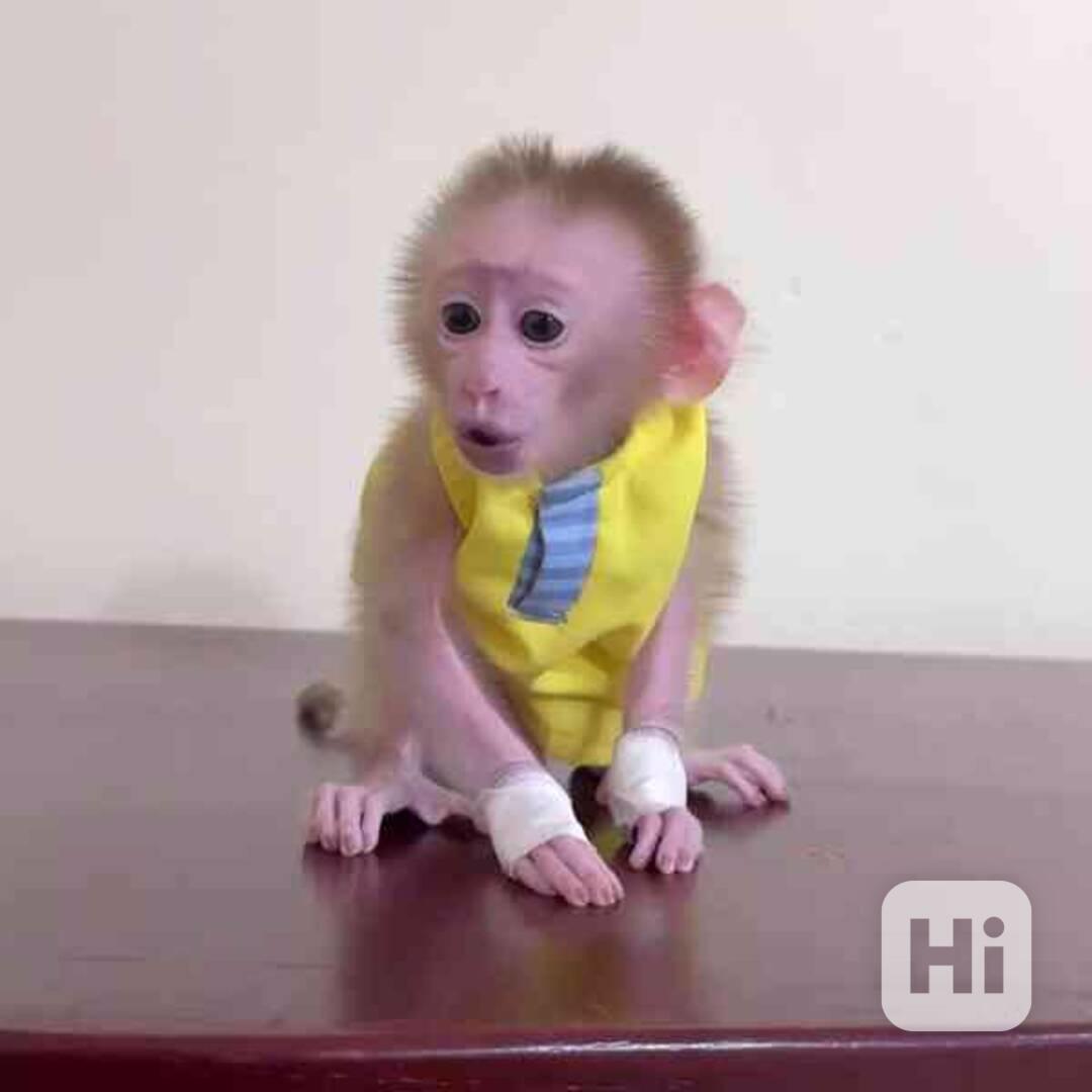 Přátelské kapucínské opice k adopci - foto 1