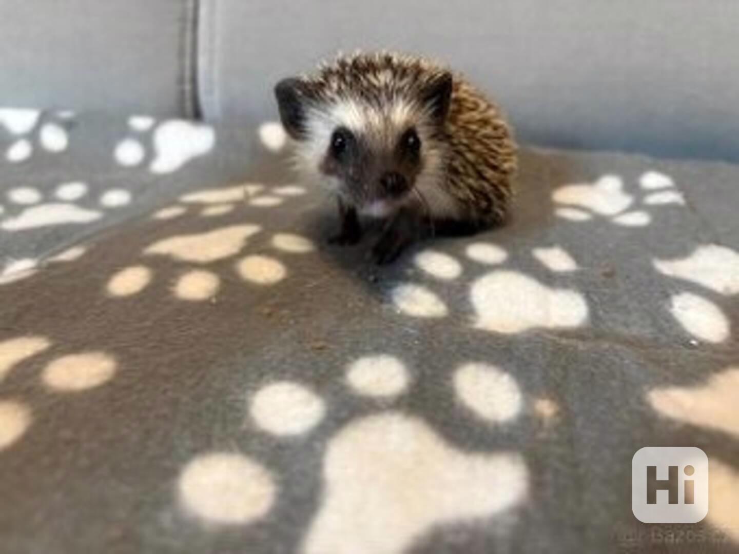 mláďata ježka bělobřichého s PP (2 samice, 2 samci) - foto 1