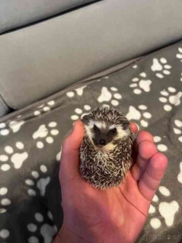 mláďata ježka bělobřichého s PP (2 samice, 2 samci) - foto 3