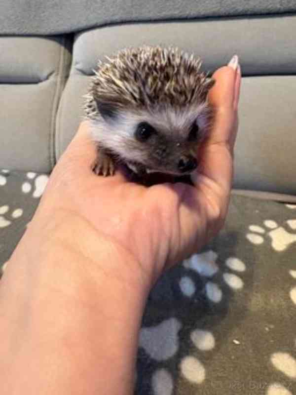 mláďata ježka bělobřichého s PP (2 samice, 2 samci) - foto 2
