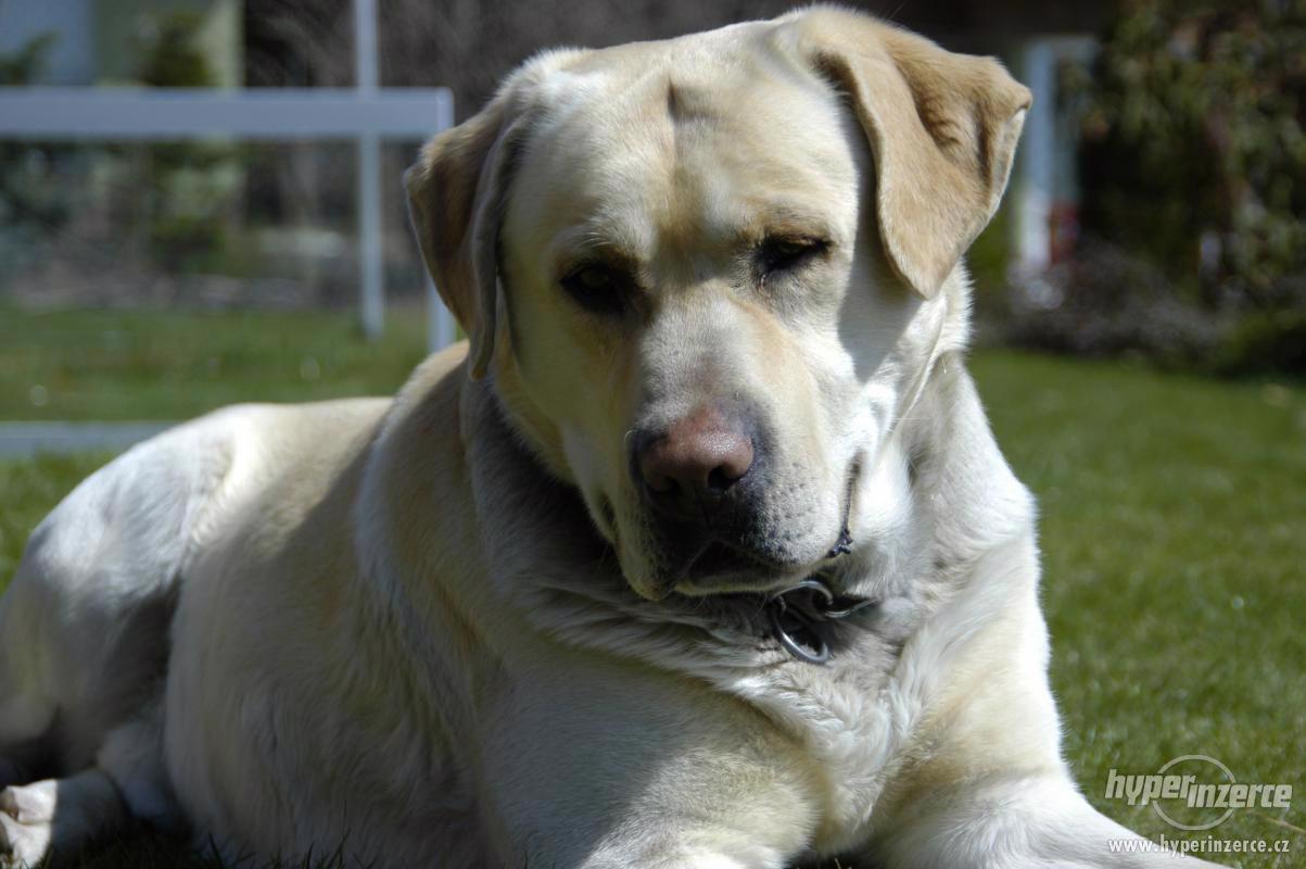 Labradorský retrívr - foto 1