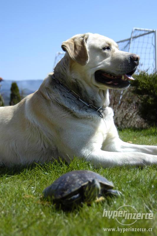 Labradorský retrívr - foto 3
