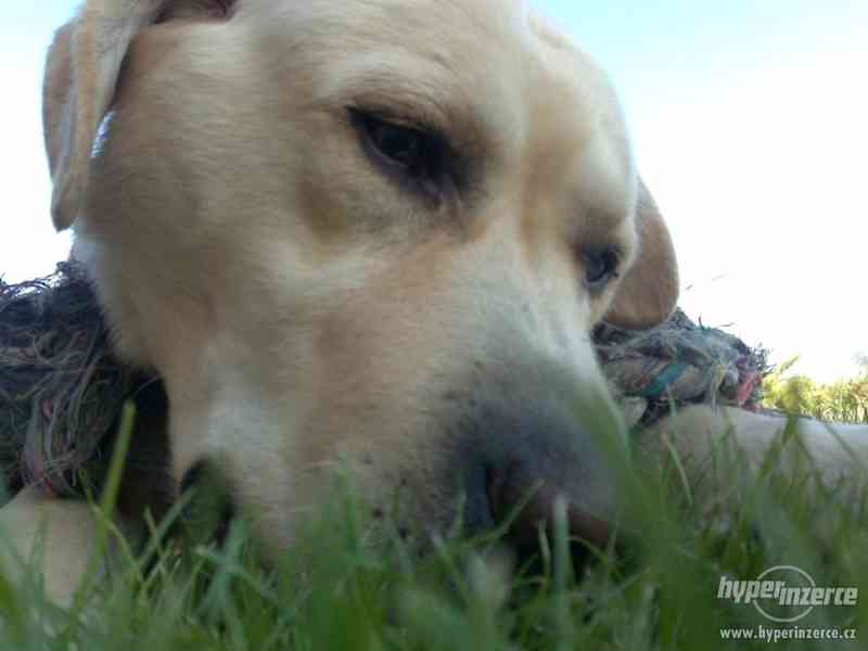 Labradorský retrívr - foto 4